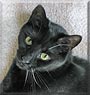 Abbi the Domestic cat