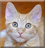 Buddy the Orange tabby