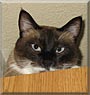 Chico the Siamese Snowshoe