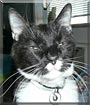 Sydney the Tuxedo cat