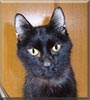 Jet the Domestic Short Hair