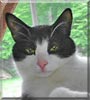 Charlie the Tuxedo cat