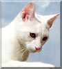 Rudolph the Shorthair, Cornish Rex