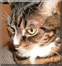 Grace the Brown Tabby