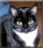 Willa the Domestic Shorthair
