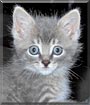 Shadow the Cat