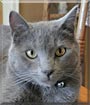 Smokey the Domestic Cat