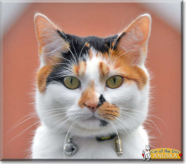 Anuska, the Cat of the Day