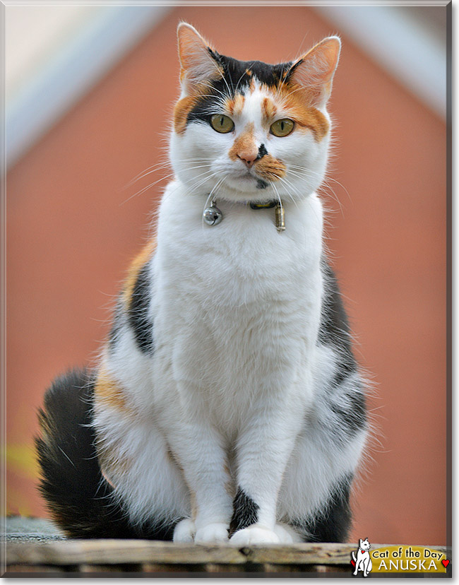Anuska, the Cat of the Day Anuska, the Cat of the Day
