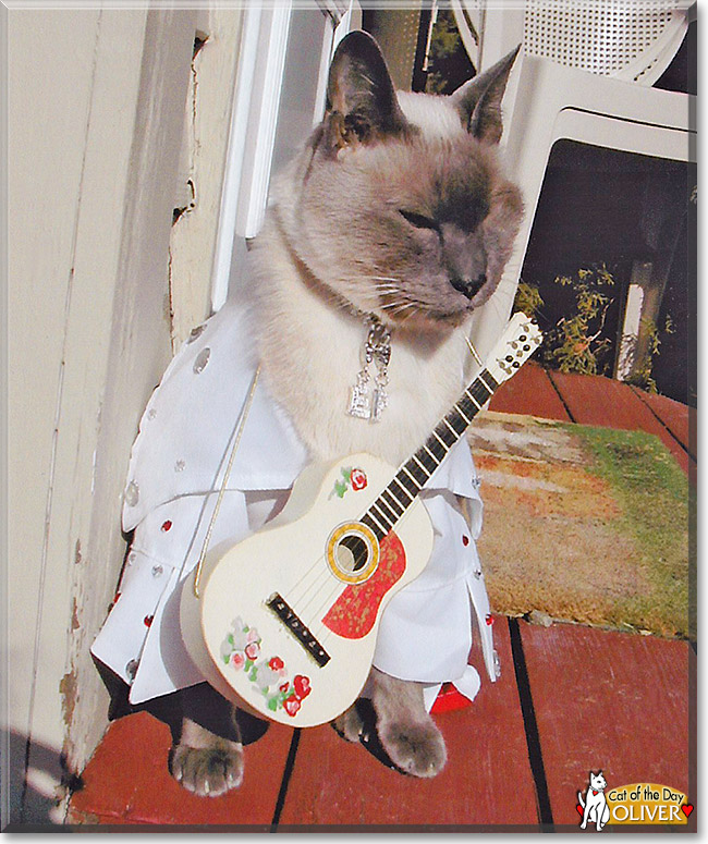 Oliver, the Cat of the Day