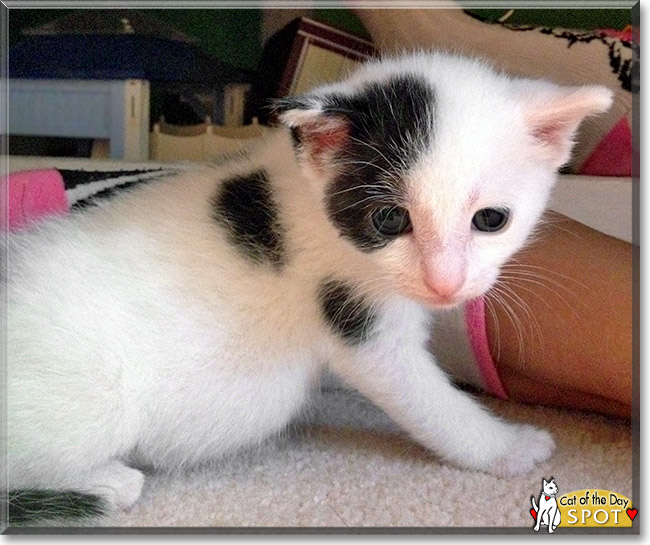 Spot, the Cat of the Day