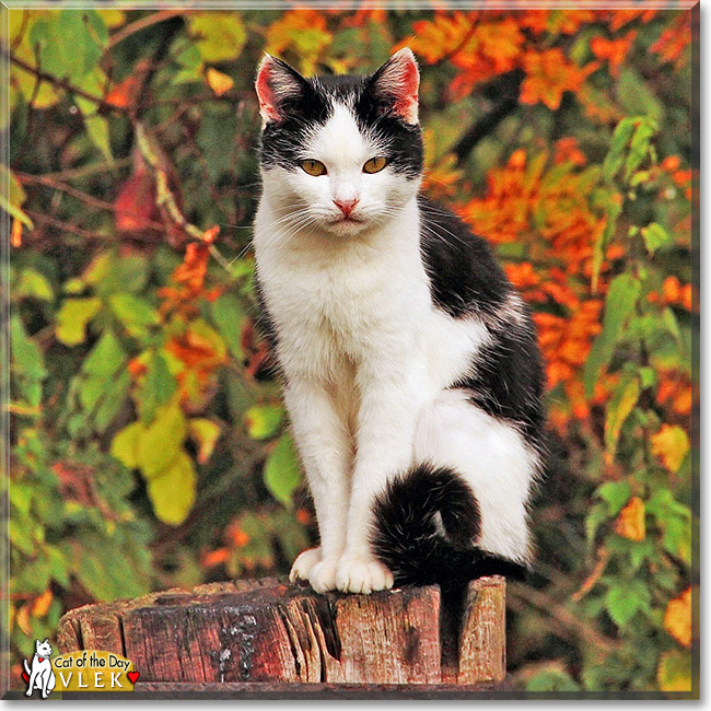 Vlek, the Cat of the Day