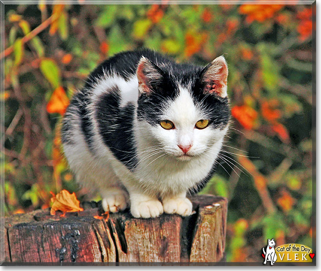 Vlek, the Cat of the Day Vlek, the Cat of the Day