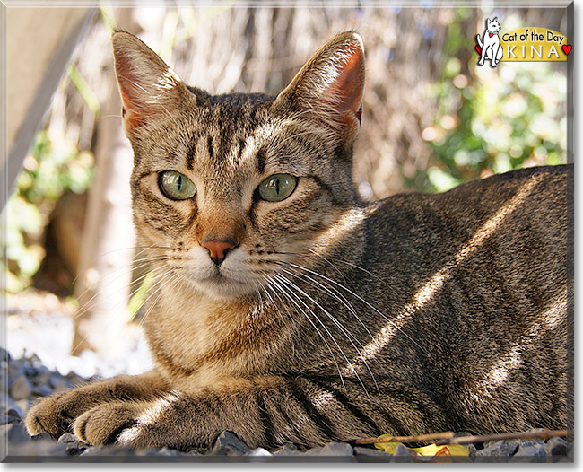 Kina, the Cat of the Day