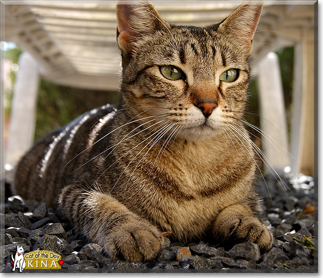 Kina, the Cat of the Day Kina, the Cat of the Day