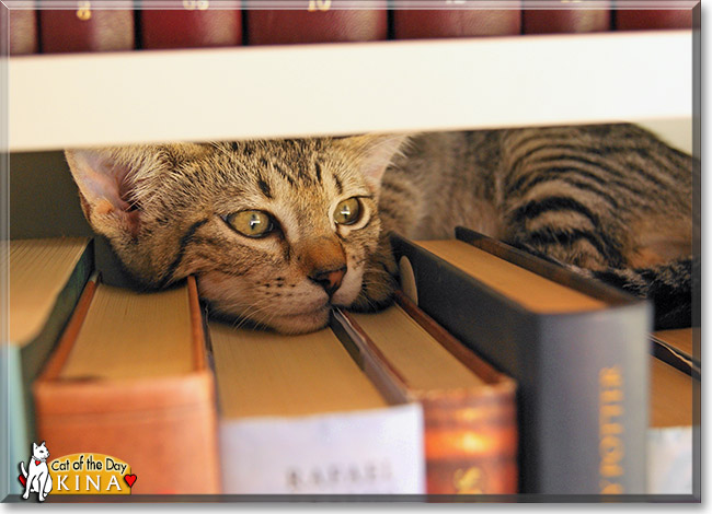 Kina, the Cat of the Day Kina, the Cat of the Day