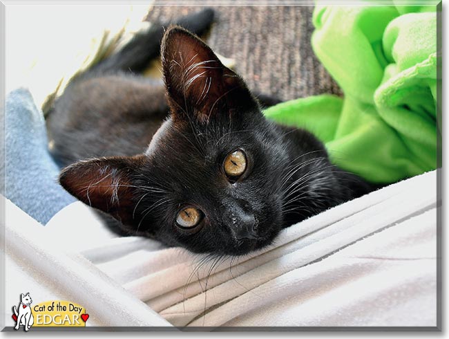 Edgar Allan, the Cat of the Day