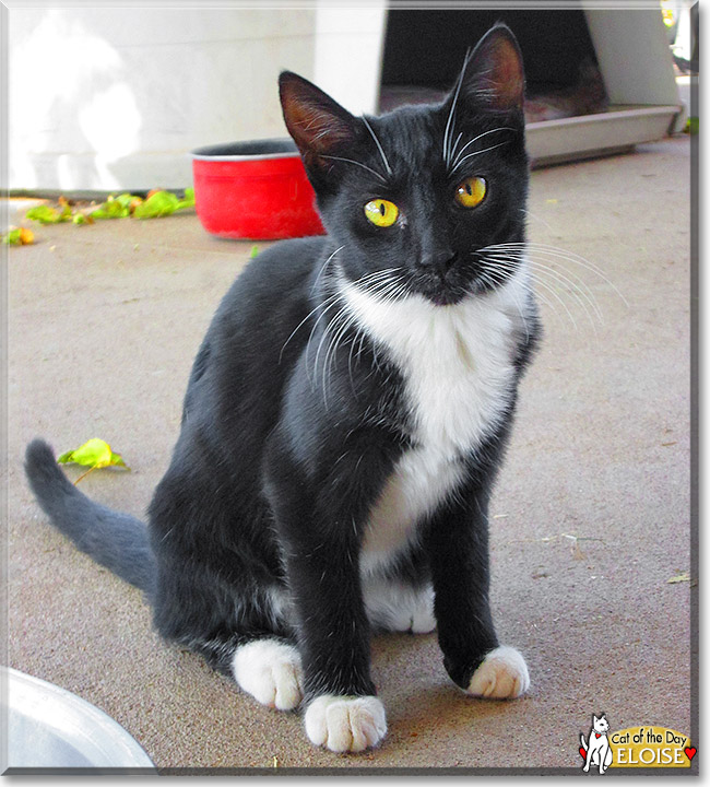 Eloise, the Cat of the Day