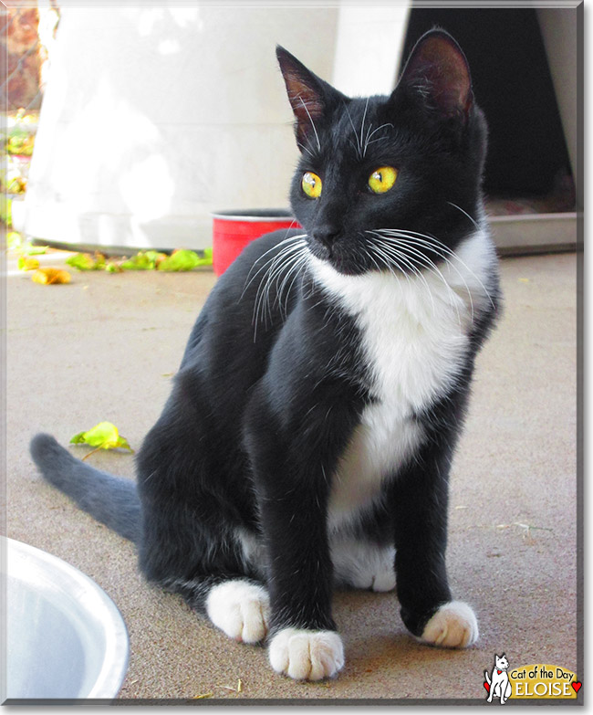 Eloise, the Cat of the Day Eloise, the Cat of the Day