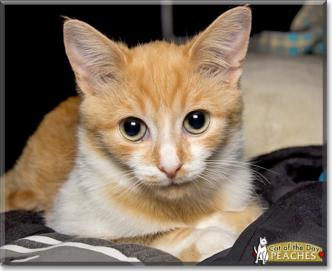 Peaches, the Cat of the Day