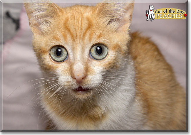 Peaches, the Cat of the Day Peaches, the Cat of the Day