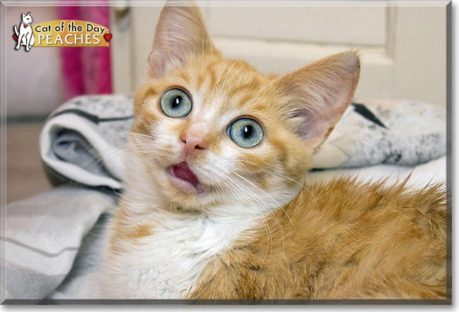 Peaches, the Cat of the Day Peaches, the Cat of the Day