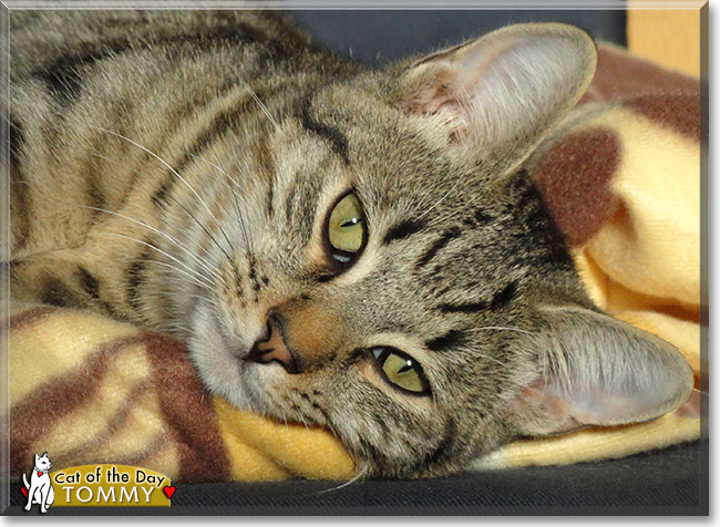 Tommy, the Cat of the Day