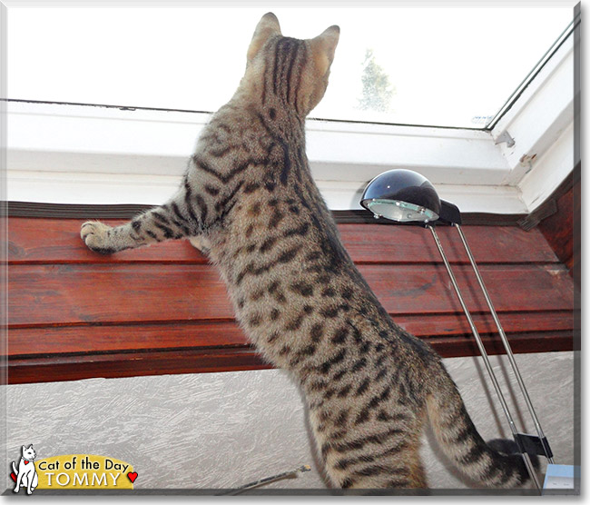 Tommy, the Cat of the Day
