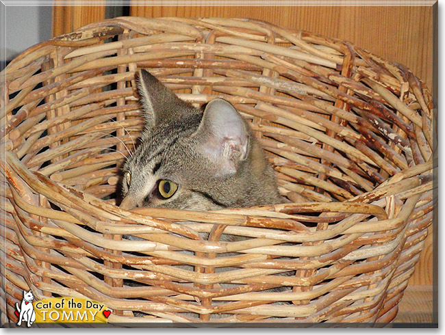 Tommy, the Cat of the Day