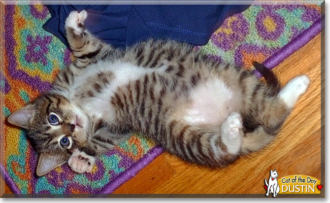 Dustin, the Cat of the Day