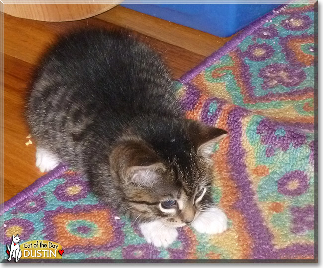 Dustin, the Cat of the Day Dustin, the Cat of the Day