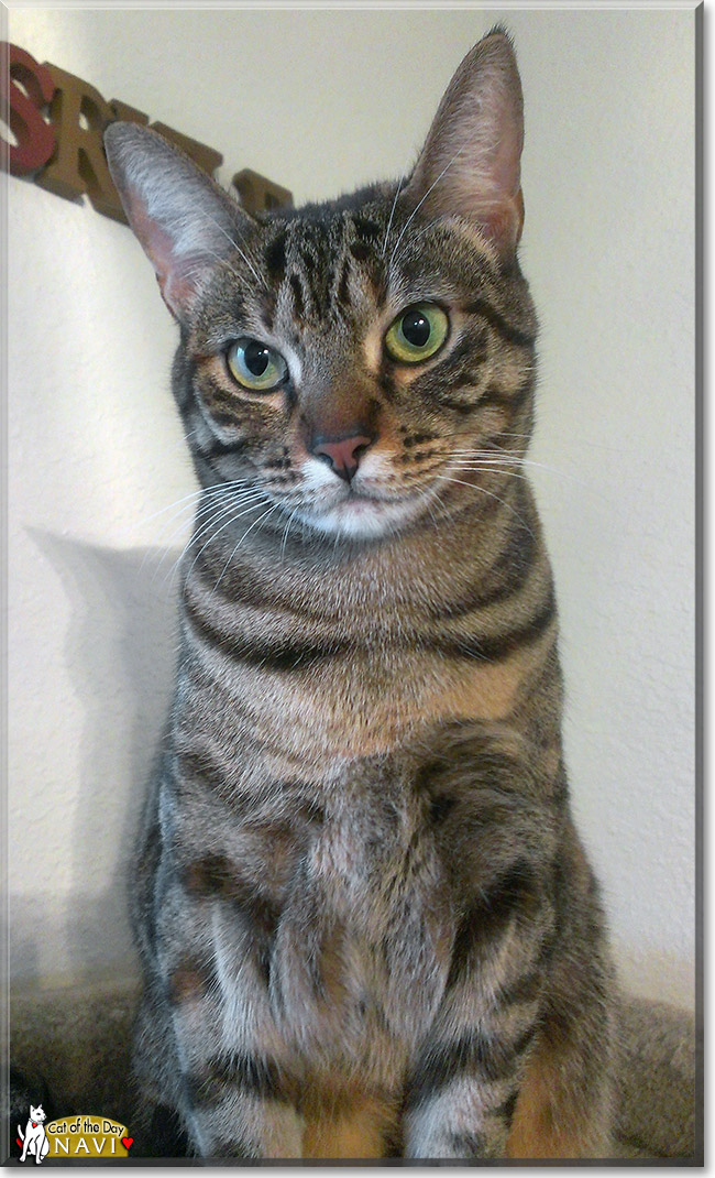 Navi, the Cat of the Day Navi, the Cat of the Day