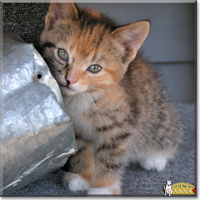 Anna, the Cat of the Day