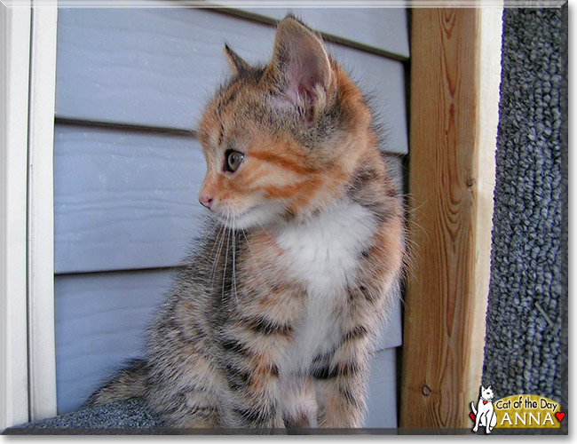 Anna, the Cat of the Day