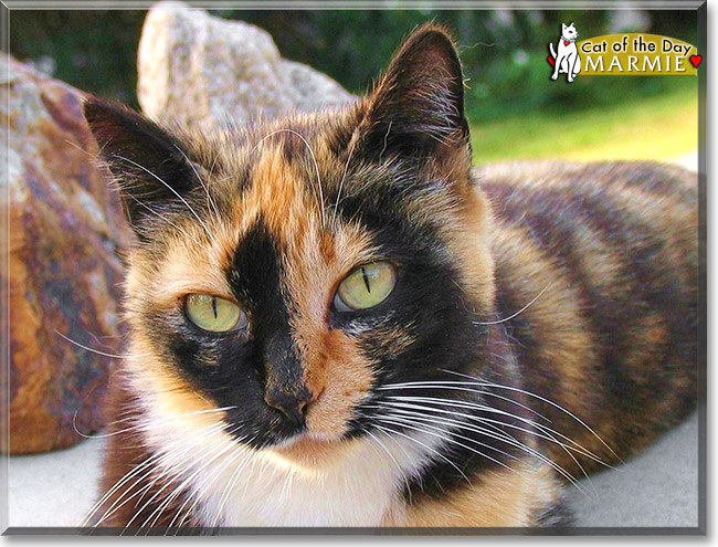 Marmie, the Cat of the Day