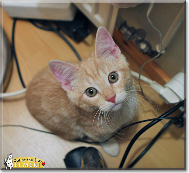 Elmeri, the Cat of the Day