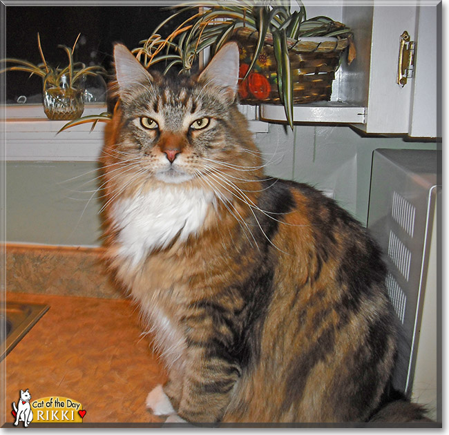 Rikki, the Cat of the Day