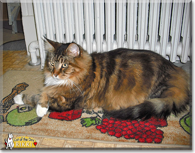 Rikki, the Cat of the Day Rikki, the Cat of the Day