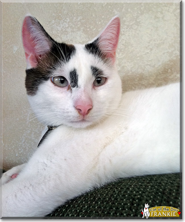 Frankie, the Cat of the Day