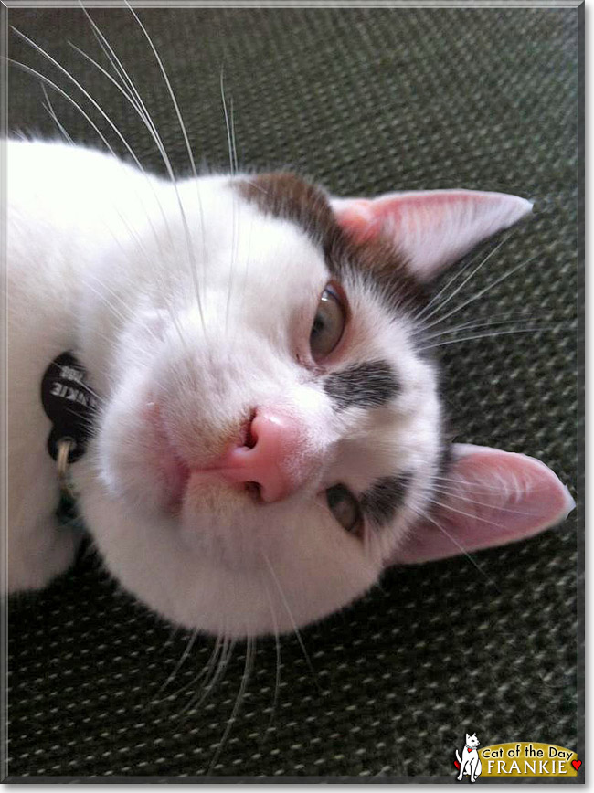 Frankie, the Cat of the Day Frankie, the Cat of the Day