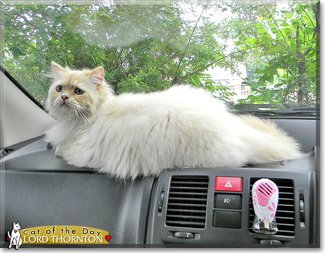 Lord Thornton, the Cat of the Day