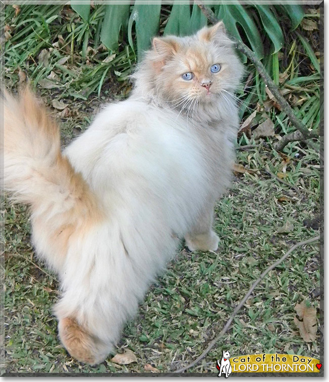 Lord Thornton, the Cat of the Day Lord Thornton, the Cat of the Day