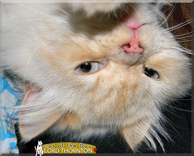 Lord Thornton, the Cat of the Day Lord Thornton, the Cat of the Day