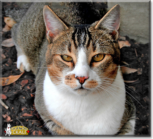 Ckali, the Cat of the Day