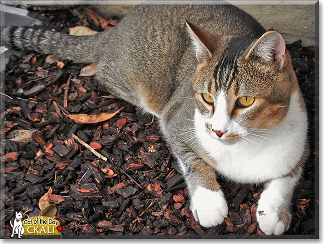 Ckali, the Cat of the Day