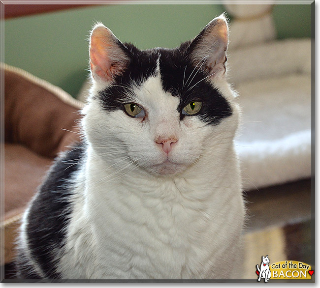 Bacon, the Cat of the Day