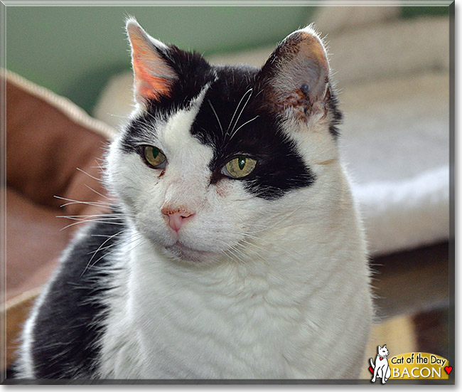 Bacon, the Cat of the Day Bacon, the Cat of the Day
