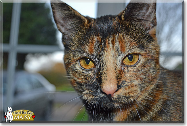 Maisy, the Cat of the Day