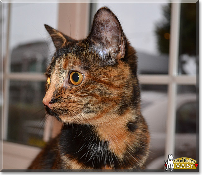 Maisy, the Cat of the Day Maisy, the Cat of the Day