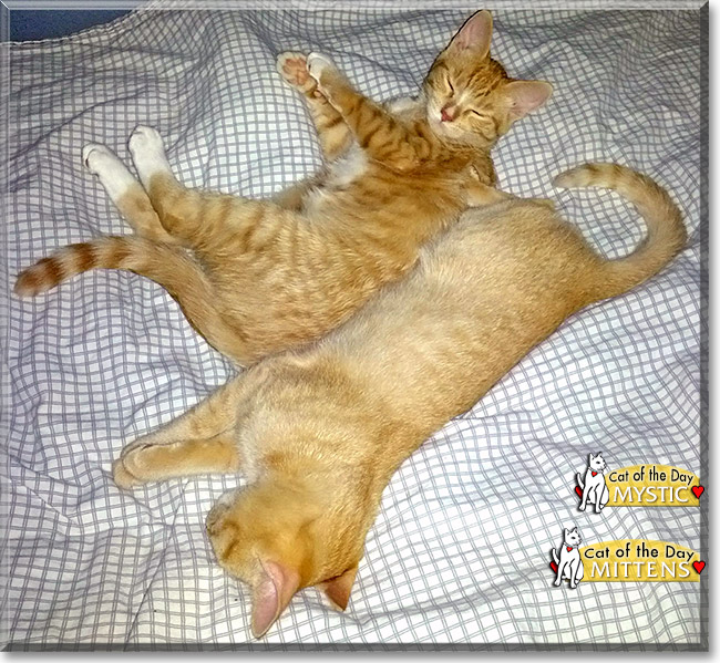 Mystic, Mittens, the Cat of the Day